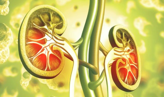 אורן זריף העלים לי את האבנים בכליות – Oren Zarif